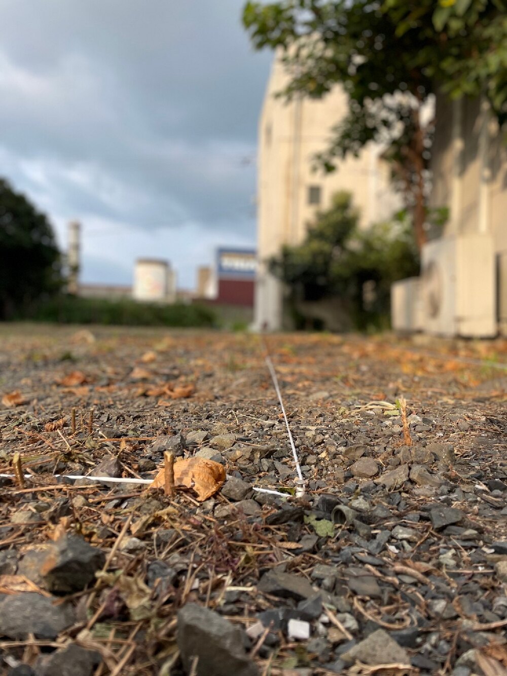 地縄張り