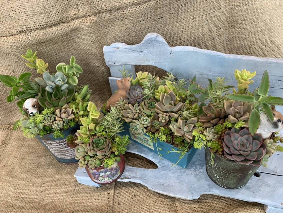 多肉植物の寄せ植えワークショップ